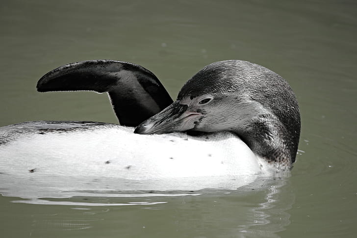 black and white penguin on body of water
