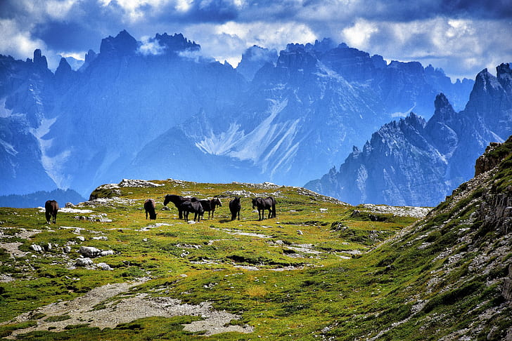 herd of horses on green mountain peak
