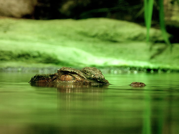 Green Crocodile Under Body of Water