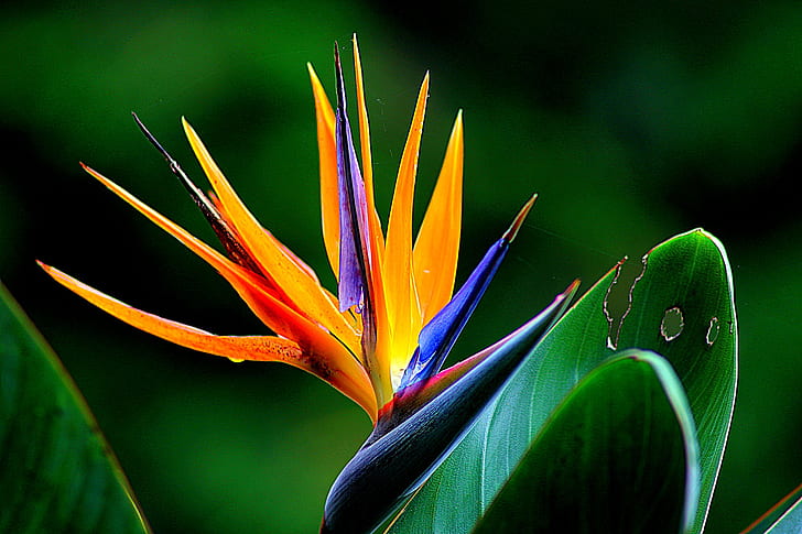 orange and blue birds of paradise flower closeup photo