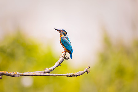 blue and yellow kingfisher perched on brown tree branch during daytime