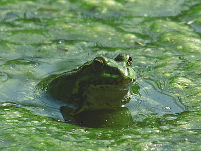 Frog on Body of Water during Daytime