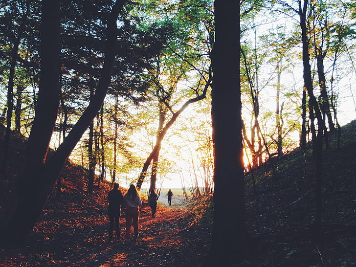 people walking on forest taken during sunset
