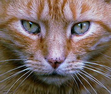macro photography of orange tabby cat