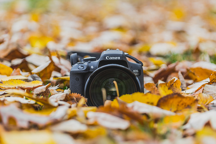 Camera in Autumn/Fall leaves