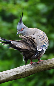 gray and white pigeon on gray branch in close-up photo