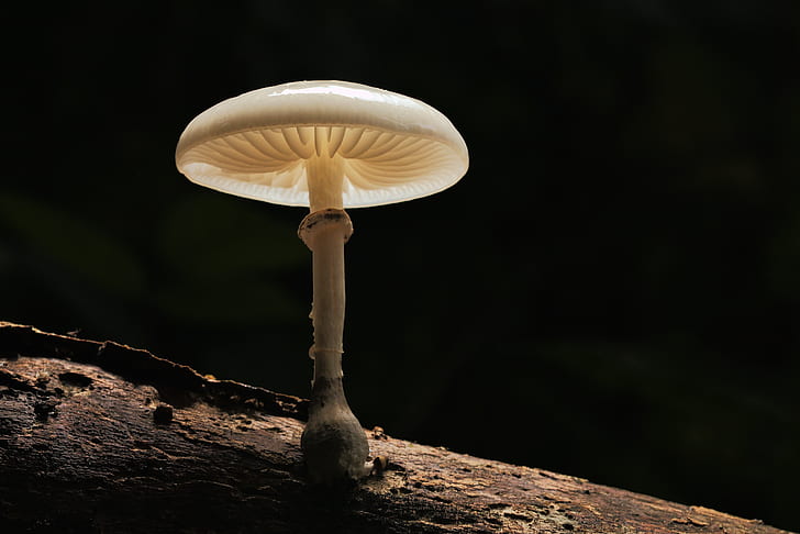 shallow focus photography of white mushroom