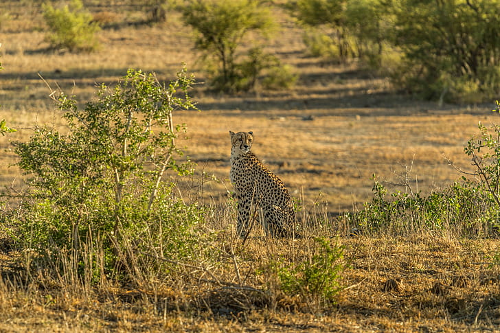 black and brown cheetah sitting near bush during daytime