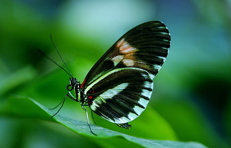 Black and White Butterfly on Green Leaf during Daytime