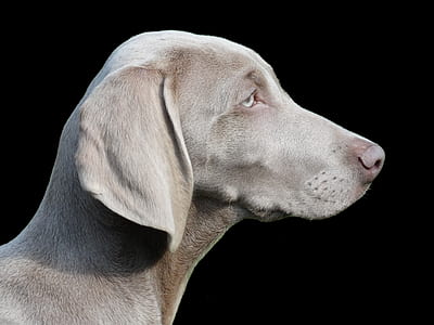 short-coated gray dog closeup photography