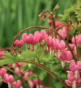 pink bleeding heart flower in selective focus photography