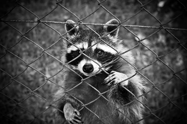 greyscale photo of raccoon on cyclone fence