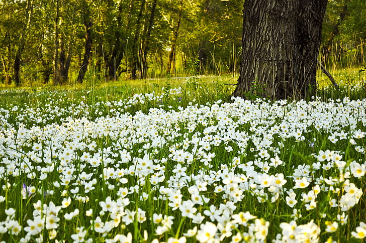 white flower field with large black tree