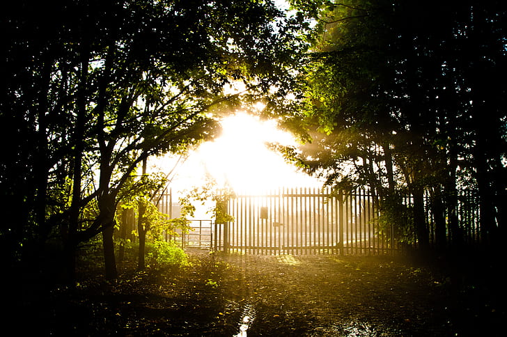 silhouette of house gate surrounded by trees during golden