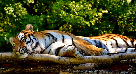 tiger lying on tree