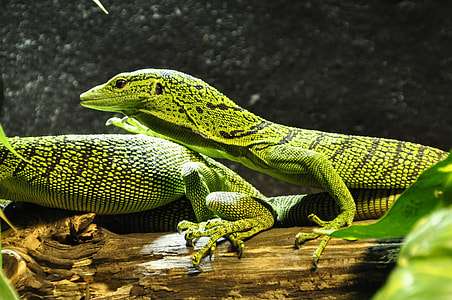 two green-and- black geckos