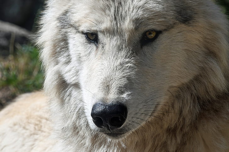 portrait photo of wolf