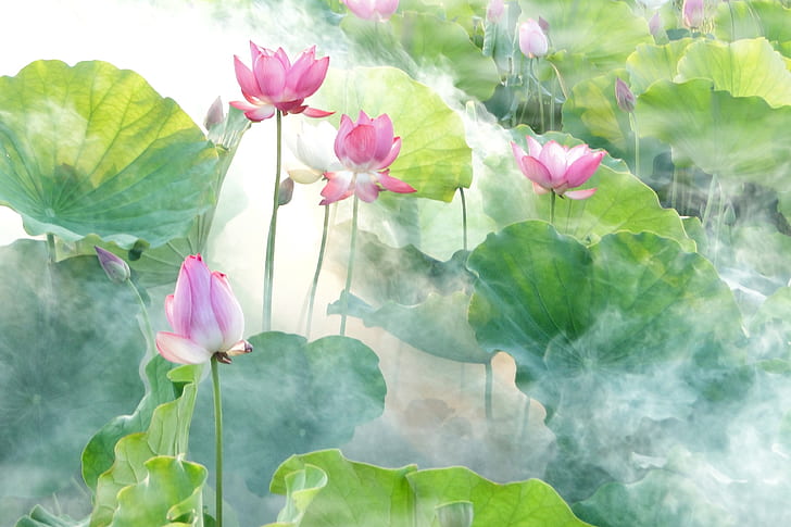 pink lotuses and green lily pads painting