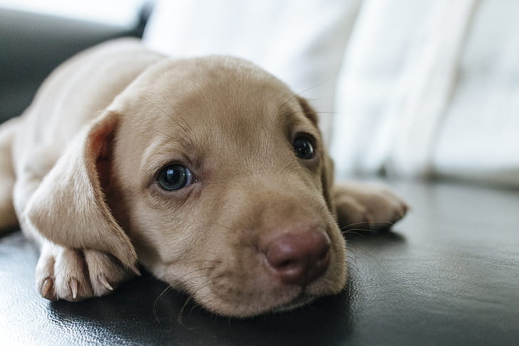 closeup photo of tan American pit bull terrier puppy