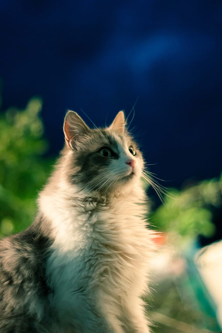 selective focus photography of medium fur cat