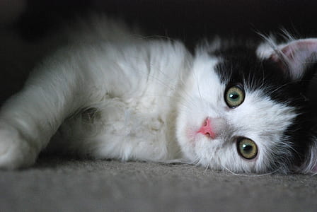 shallow focus photo of black and white kitten