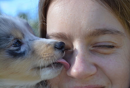 puppy licking woman nose