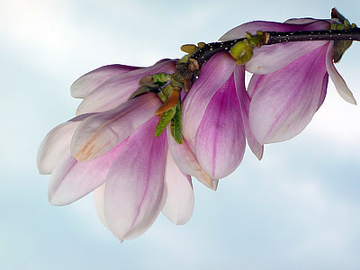 photography of purple-and-white flowers