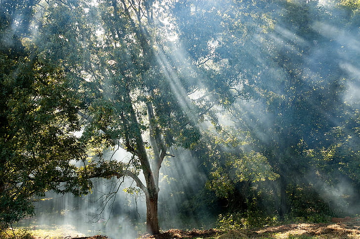 tall green leafed tree with sun rays