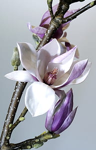 white and purple orchid