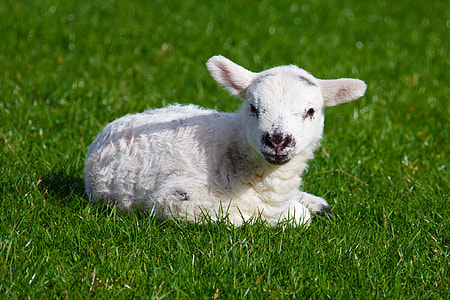 lamb sitting on grass field