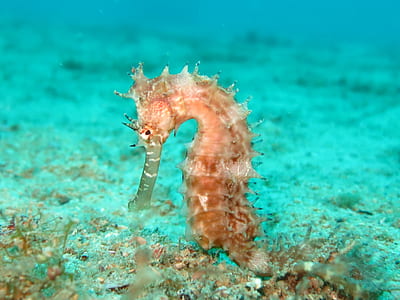 Royalty-Free photo: Closeup photo of yellow seahorse | PickPik