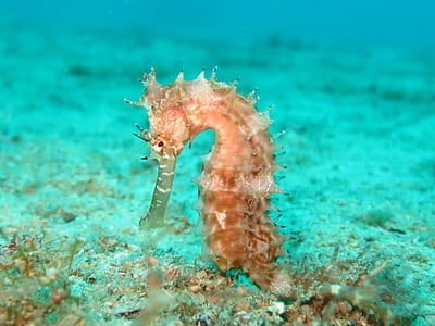 brown seahorse