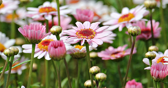 selective focus photography of pink daisy