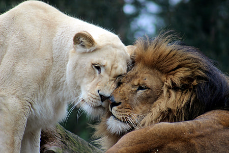 brown lion and white lioness photo