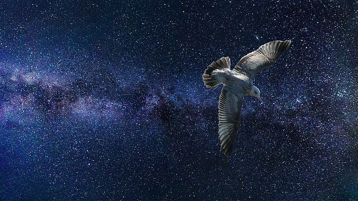 white bird in galaxy