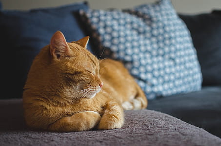 shadow depth of field photography of orange tabby cat reclining sofa