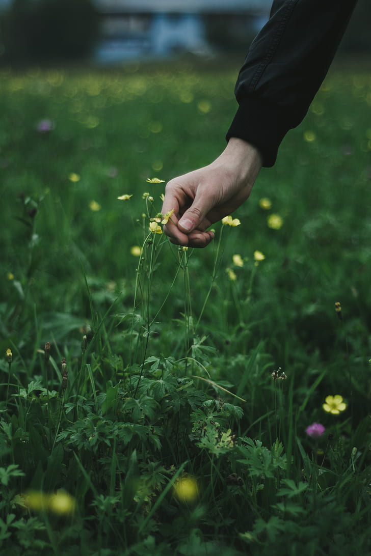 person picking yellow petaled flower