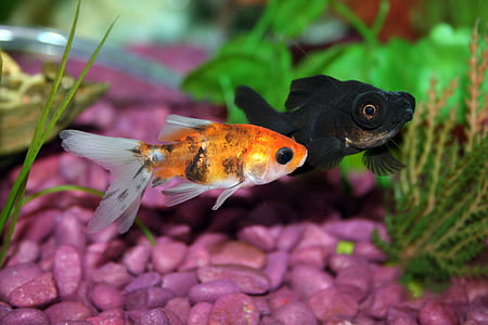 purple and black fish in shallow focus lens