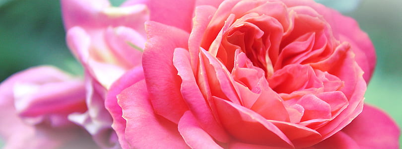 pink roses in bloom close up photo