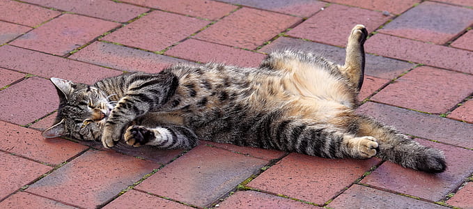 gray tabby cat in brown pavement