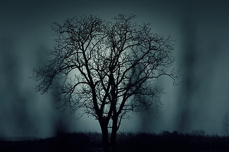 silhouette of bare tree during nighttime