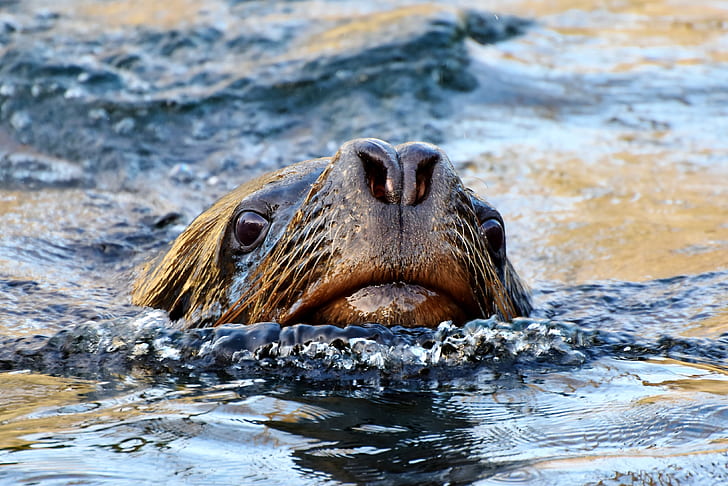 sea lion on body of water