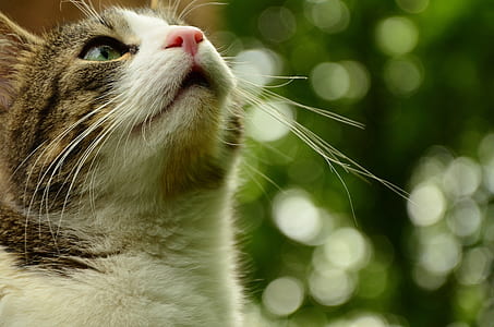 focus photography short-fur silver tabby cat