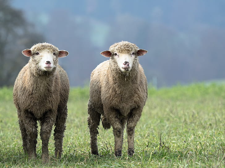 tilt lens photography of two brown sheep on green grass field during daytime