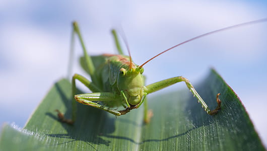 green grasshopper above green leaf closeup photography