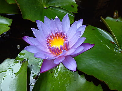 photo of purple petaled flower