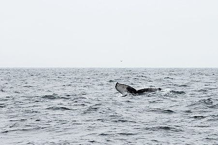 white and black whale fin on large body of water