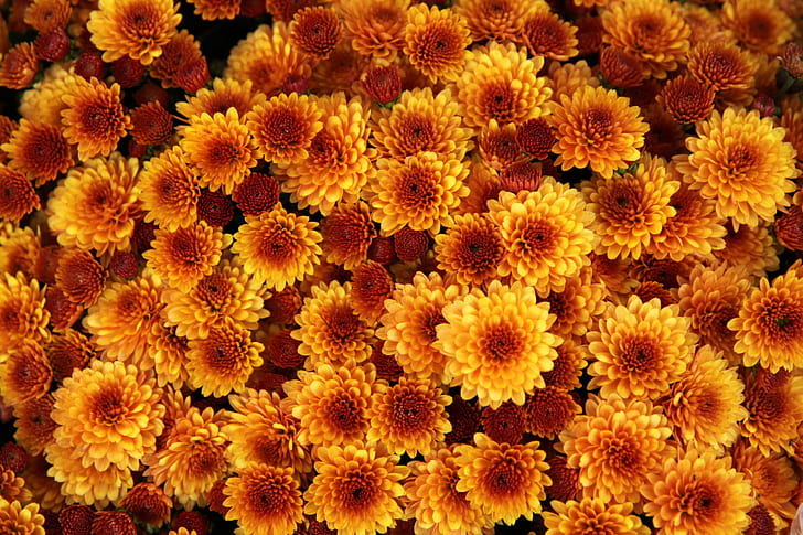 yellow-and-orange petaled flowers