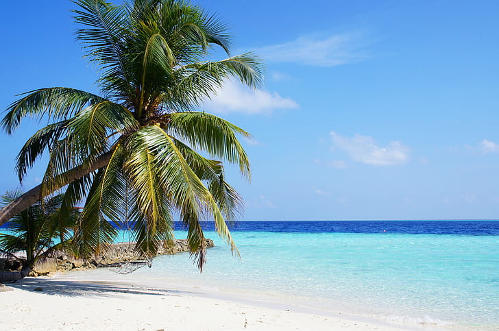 coconut palm tree near seashore