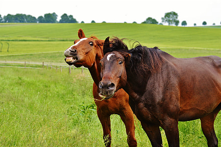 photo of two brown horses on green grass field
